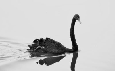 Cisne Negro