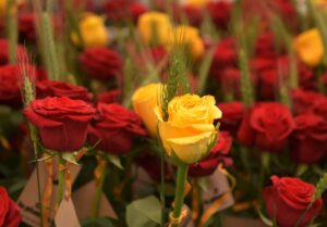 Sant Jordi